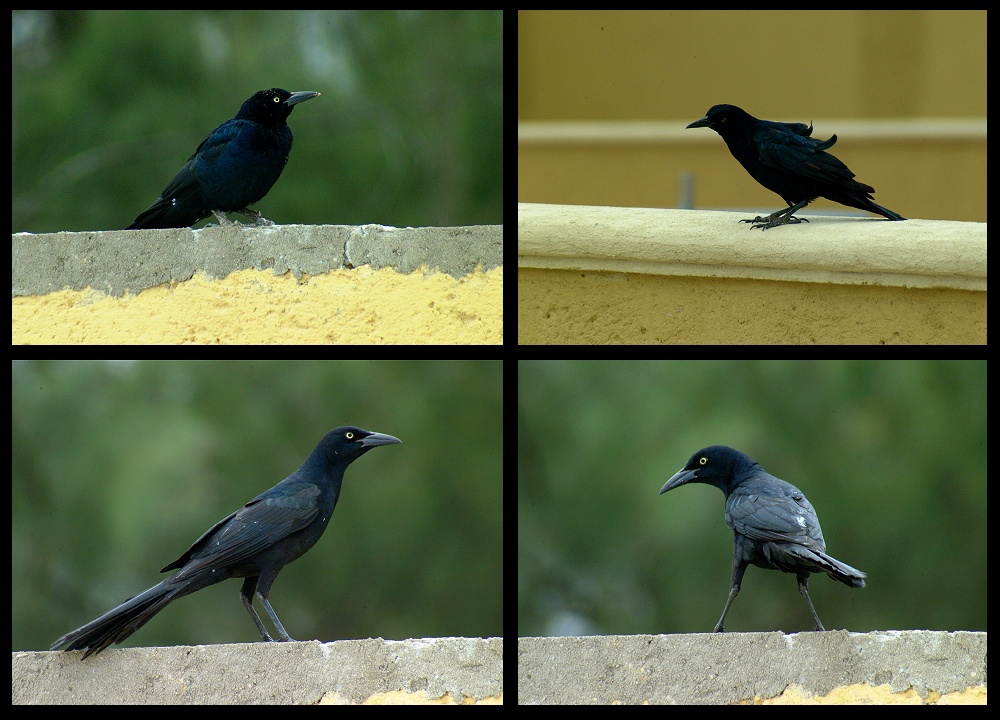 (04) fine feathered friend montage (day 3).jpg   (1000x720)   256 Kb                                    Click to display next picture